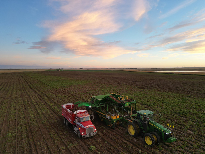 The Dirty Digger unloading into a truck as a tractor pulls it through the field at dusk